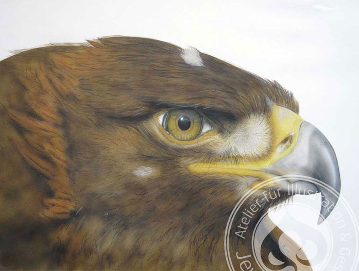 Adler