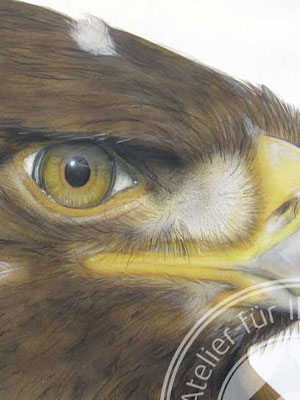 Adler